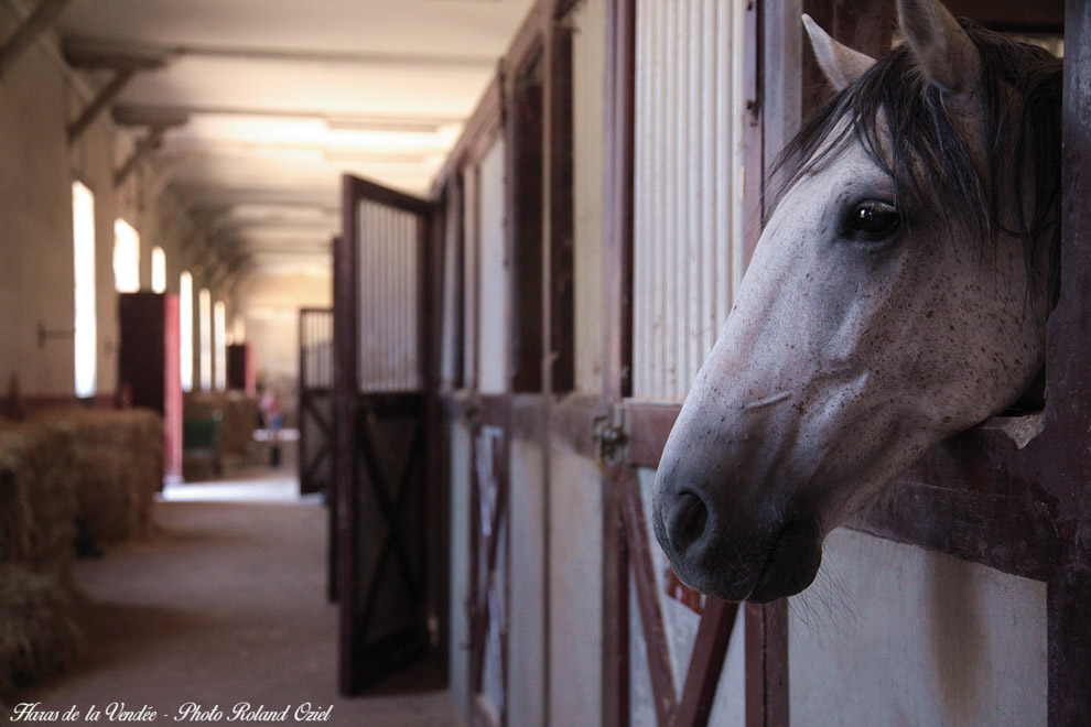 Camping haras de la Vendée
