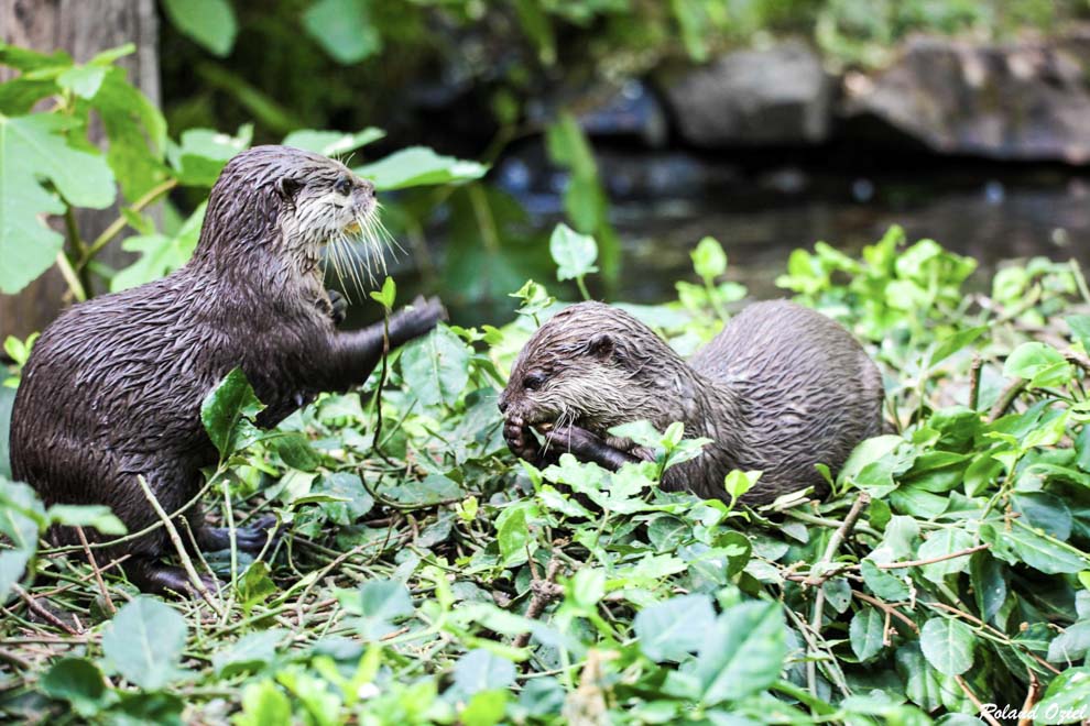 camping pour visiter le zoo des sables d'olonne