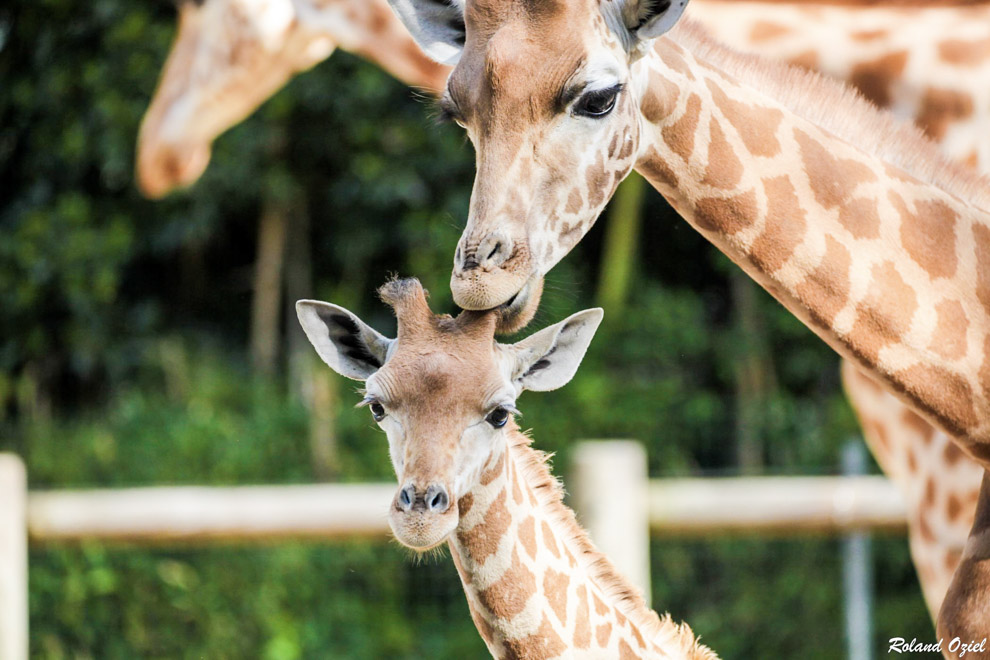 Camping proche du zoo des sables d'olonne